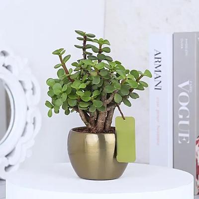Desk plants for offices