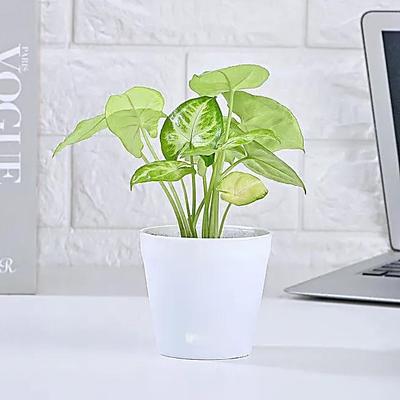 Air Purifying Syngonium Plant With Green Pot
