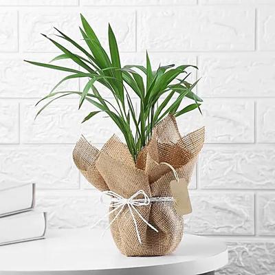 Areca Palm Plant In Black Nursery Plant Hand Delivery