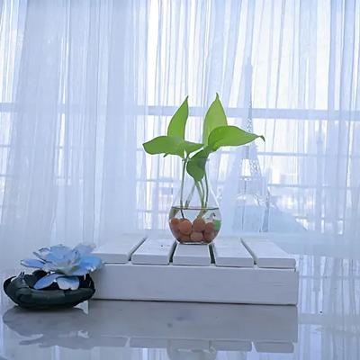 Chic Money Plant Arrangement