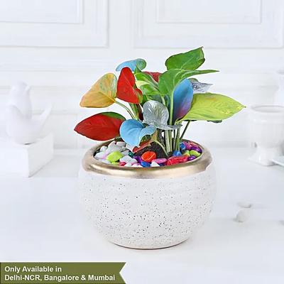 Colourburst Money Plant Symphony