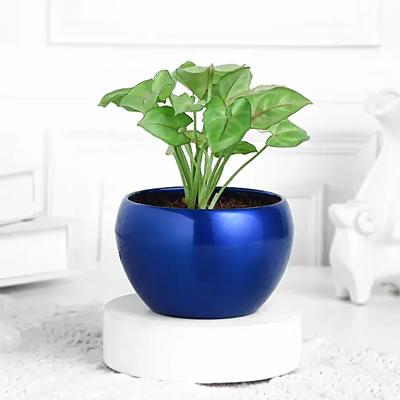 Golden Syngonium in Blue Metal Pot