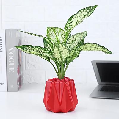 Green Aglaonema Plant In Red Stylish Pot