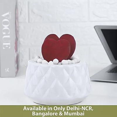 Hoya Love Plant In Burfi Cut Pot