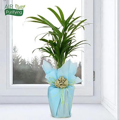 Impressive Areca Palm