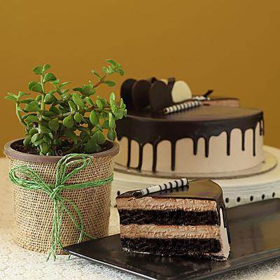 Jade Plant & Chocolate Cake
