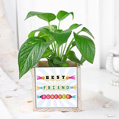 Leaf of Luck Green Money Plant for BFF