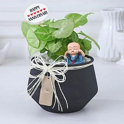 Love Syngonium Serenity