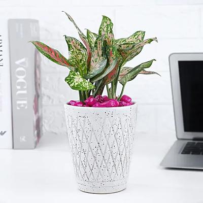 Love Token Of Pink Aglonema