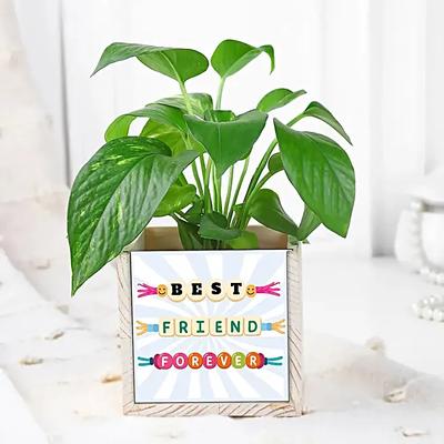 Lucky Friendship Day Plant