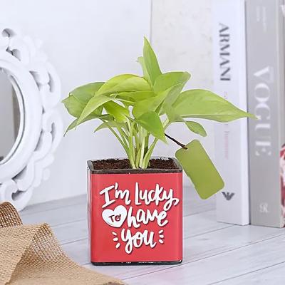 Money Plant In Lucky To Have You Glass Pot Hand Delivery