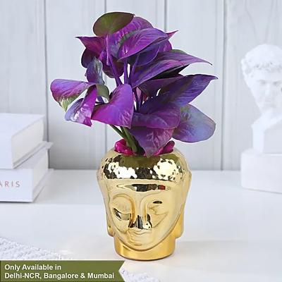 Money Plants Paradise