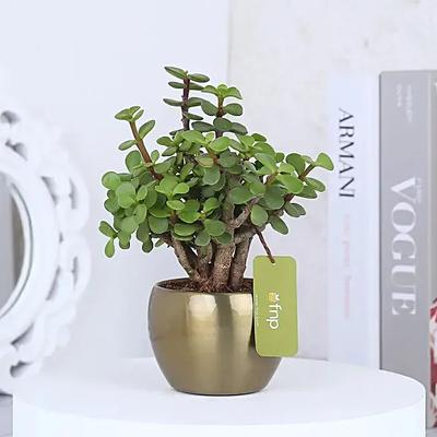 Online Jade Plant In Metal Planter