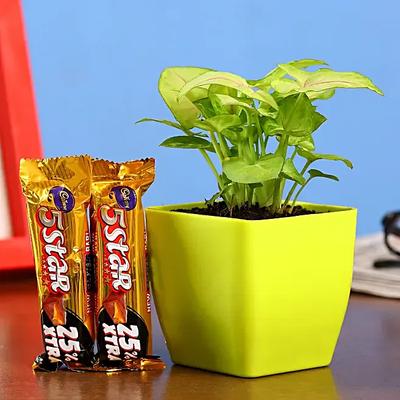 Syngonium Plant 5 Star Combo Hand Delivery
