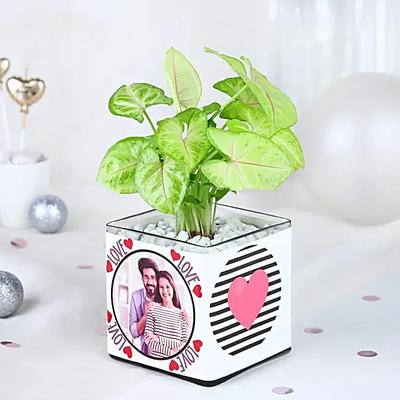 Syngonium Whispers of Love